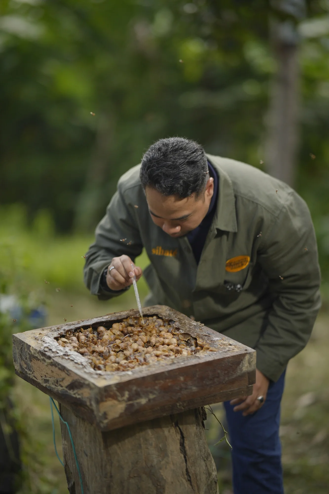 Proses Menuai Propolis Kelulut Asli